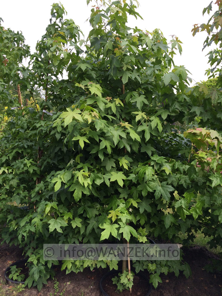 Liquidambar styraciflua 3m Sommer.JPG